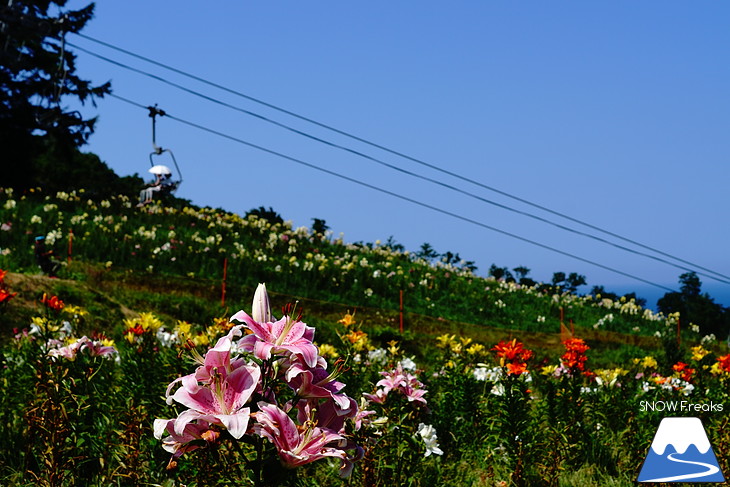 北海道最大級、213万輪のゆりの花！『オーンズ春香山ゆり園』